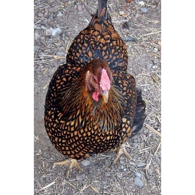 ไข่เชื้อไก่ไข่วายดอตต์​ จากประเทศ​อเมริกา​ ไก่ไข่สวยงามและไก่ไข่​ สวยๆเลยครับ ภาพที่ 4
