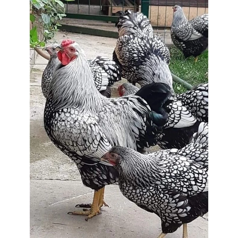 ไข่เชื้อไก่ไข่วายดอตต์​ จากประเทศ​อเมริกา​ ไก่ไข่สวยงามและไก่ไข่​ สวยๆเลยครับ ภาพที่ 5