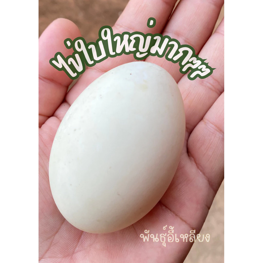 ไข่เชื้อเป็ดอี้เหลียง ไข่ใบใหญ่ ๆ สายพันธุ์อี้เหลียงแท้100% เลี้ยงง่าย โตเร็ว เนื้อเยอะ ไข่ดก ไข่เก็บสดใหม่ทุกวัน ภาพที่ 2