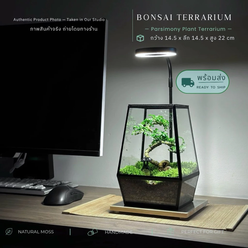 พร้อมส่ง สวนขวดแก้ว Bonsai Terrarium สวนบอนไซ ของแต่งบ้าน ของขวัญ ภาพที่ 2