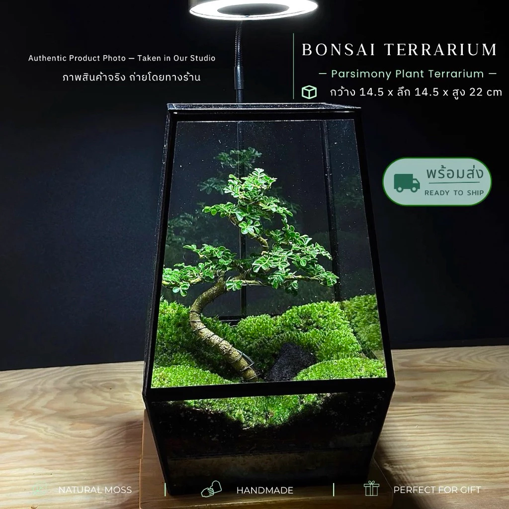 พร้อมส่ง สวนขวดแก้ว Bonsai Terrarium สวนบอนไซ ของแต่งบ้าน ของขวัญ ภาพที่ 3