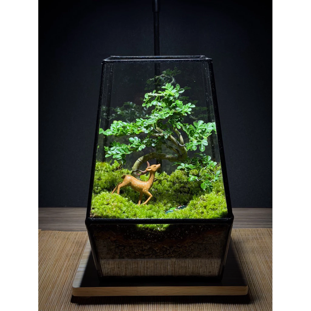 พร้อมส่ง สวนขวดแก้ว Bonsai Terrarium สวนบอนไซ ของแต่งบ้าน ของขวัญ ภาพที่ 5