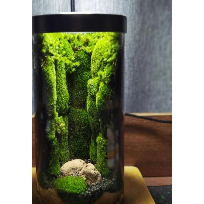 ต้นไม้ในขวดแก้ว สวนขวดterrariumต้นไม้จริงตกแต่งห้อง ภาพที่ 2