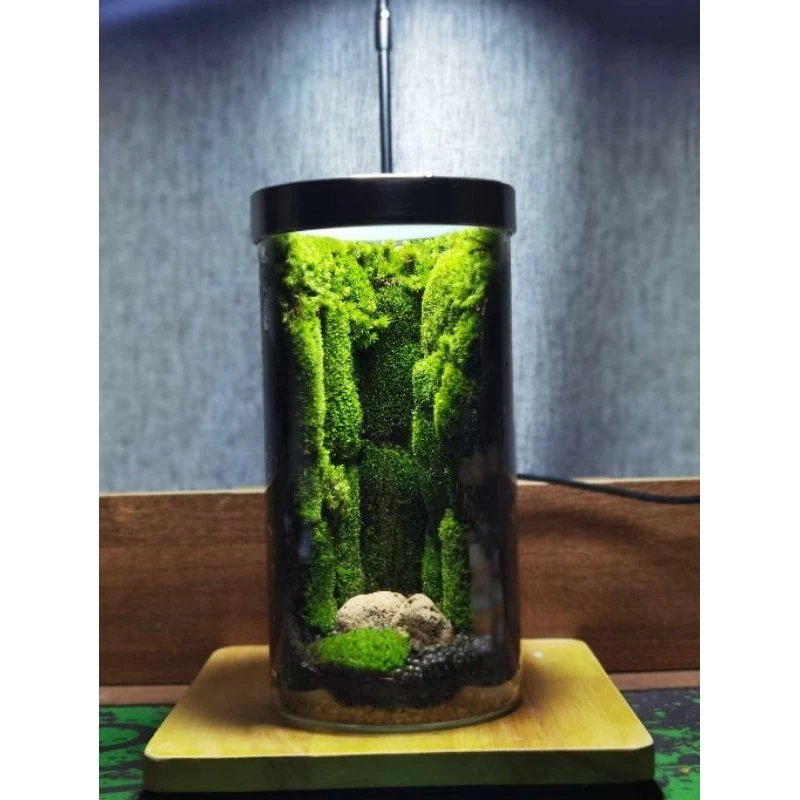 ต้นไม้ในขวดแก้ว สวนขวดterrariumต้นไม้จริงตกแต่งห้อง ภาพที่ 3