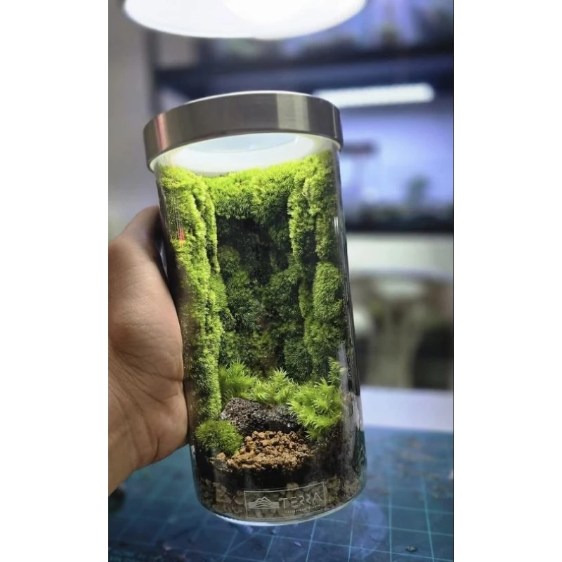 ต้นไม้ในขวดแก้ว สวนขวดterrariumต้นไม้จริงตกแต่งห้อง ภาพที่ 4
