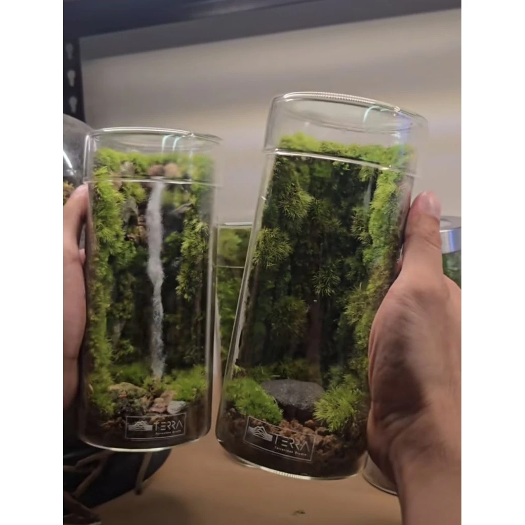 ต้นไม้ในขวดแก้ว สวนขวดterrariumต้นไม้จริงตกแต่งห้อง ภาพที่ 5
