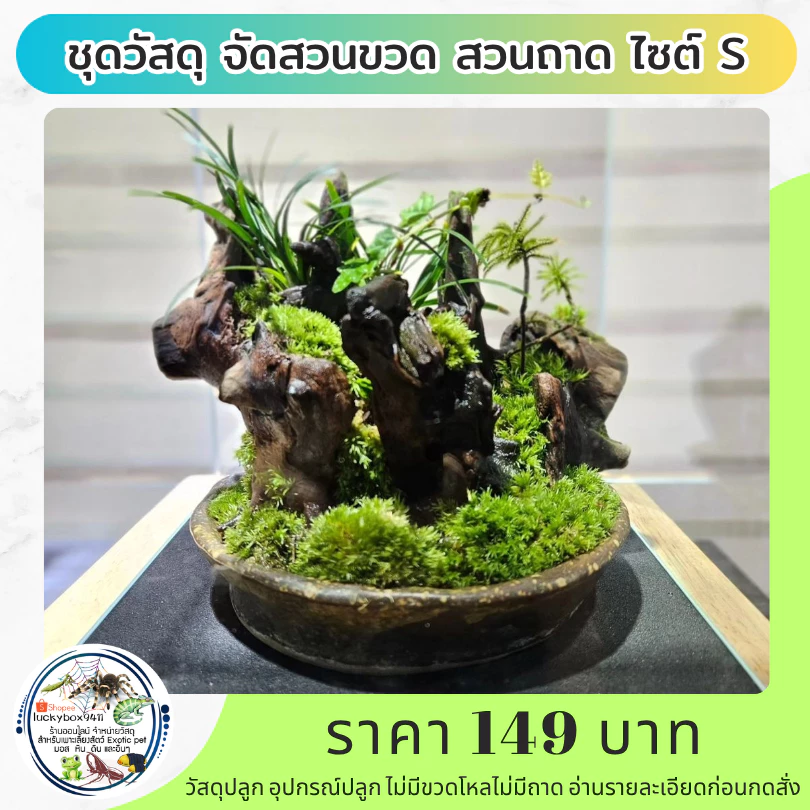 Terrarium DIY ชุดวัสดุจัดสวนขวด จัดสวนถาด ไซต์ S จัดได้ 4-5 ตารางนิ้ว 149 บาท ภาพที่ 3