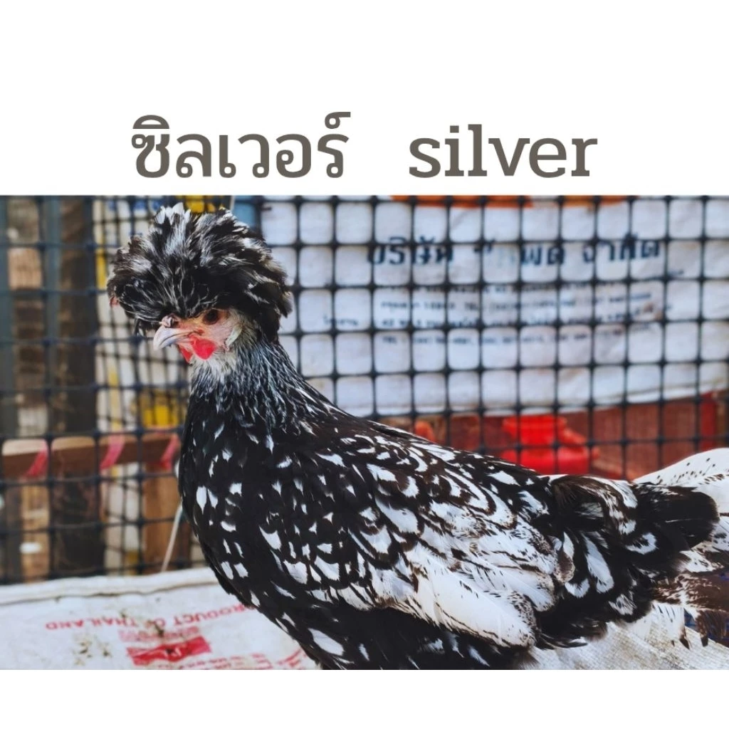 ไข่ไก่เชื้อโปแลนด์ เกรดนำเข้า (ชุดละ3ใบแถม1) ไข่เชื้อPolishChicken ไข่เชื้อไก่โปแลนด์เกรดนำเข้า ไข่ไก่ ไก่โปแลนด์ ภาพที่ 3