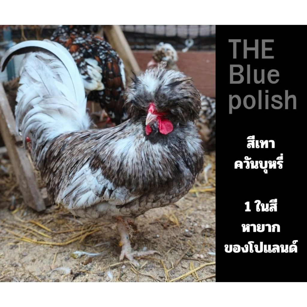 ไข่ไก่เชื้อโปแลนด์ เกรดนำเข้า (ชุดละ3ใบแถม1) ไข่เชื้อPolishChicken ไข่เชื้อไก่โปแลนด์เกรดนำเข้า ไข่ไก่ ไก่โปแลนด์ ภาพที่ 4