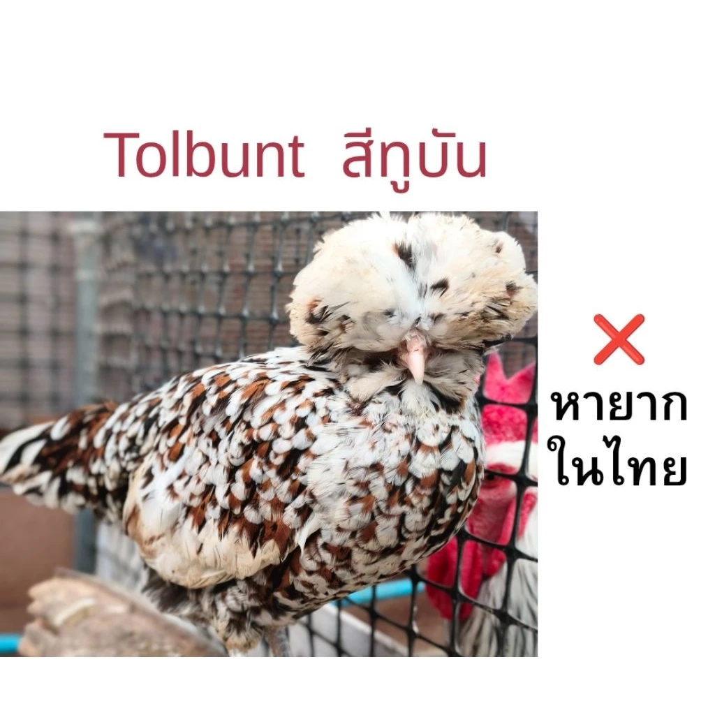ไข่ไก่เชื้อโปแลนด์ เกรดนำเข้า (ชุดละ3ใบแถม1) ไข่เชื้อPolishChicken ไข่เชื้อไก่โปแลนด์เกรดนำเข้า ไข่ไก่ ไก่โปแลนด์ ภาพที่ 5
