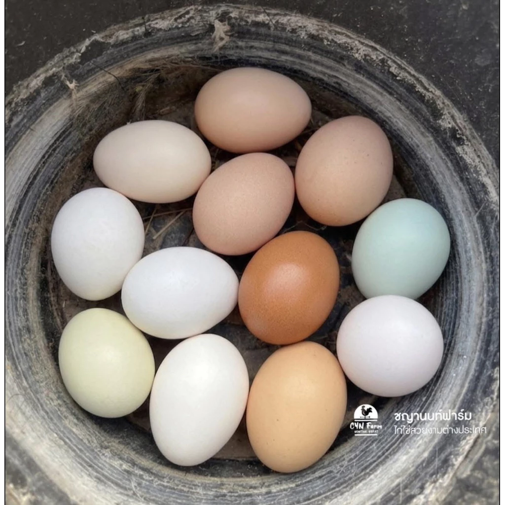 ไข่เชื้อไก่เลกฮอร์นขาว ไก่เลกฮอร์น ไข่เชื้อไก่ไข่สวยงามสำหรับฟัก White Leghorn ภาพที่ 4