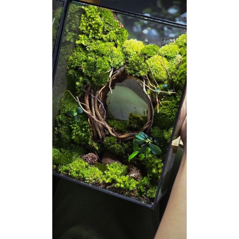 สวนขวดแก้วTerrariumต้นไม้จริงแต่งบ้าน ภาพที่ 2