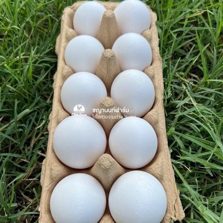 ไข่เชื้อไก่เล็กฮอร์นขาว ไก่เล็กฮอร์นขาว ไข่เชื้อไก่ไข่สวยงาม ไข่สีขาว Leghorn ภาพที่ 2