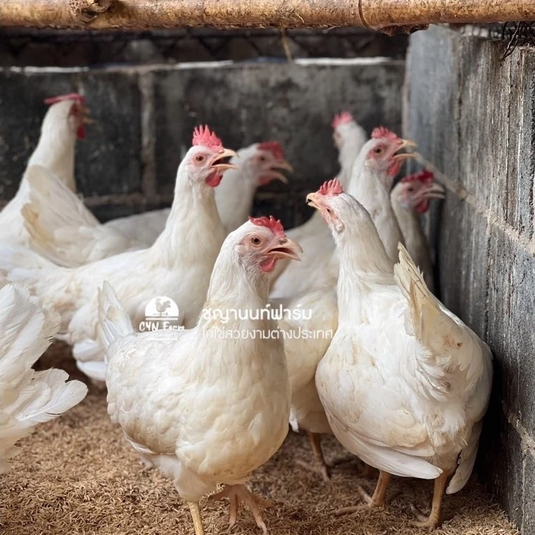 ไข่เชื้อไก่เล็กฮอร์นขาว ไก่เล็กฮอร์นขาว ไข่เชื้อไก่ไข่สวยงาม ไข่สีขาว Leghorn ภาพที่ 3