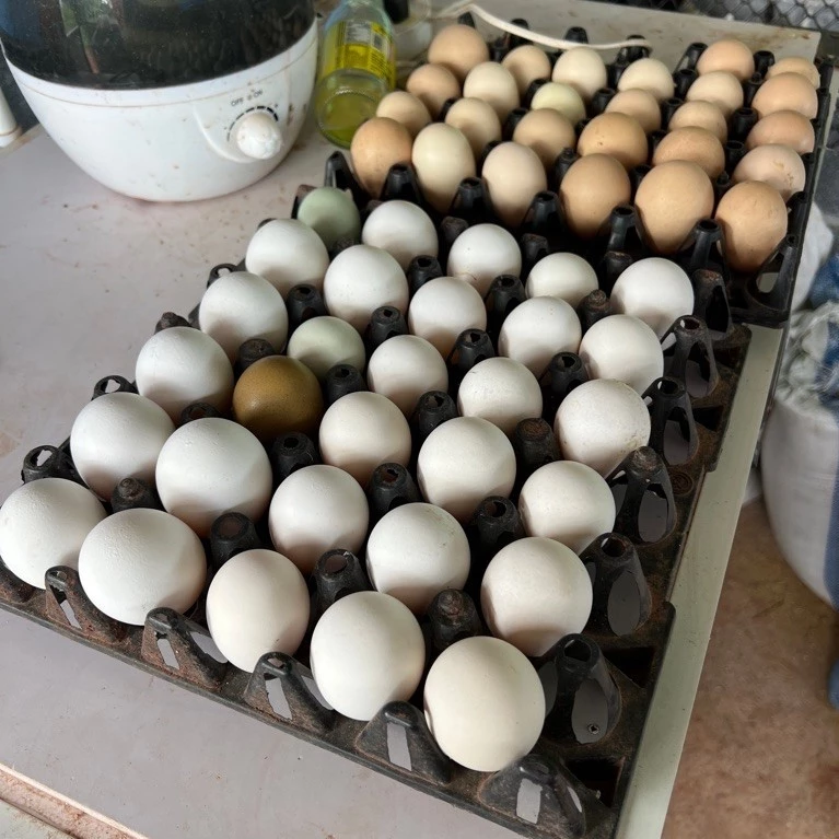 ไข่เชื้อไก่เล็กฮอร์นขาว ไก่เล็กฮอร์นขาว ไข่เชื้อไก่ไข่สวยงาม ไข่สีขาว Leghorn ภาพที่ 5