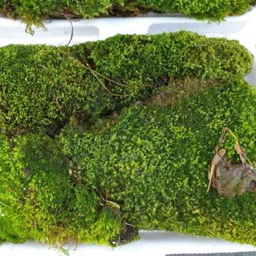 MOSS มอสสด พืชจิ๋ว Terrarium Bonsai Decor ป่าธรรมชาติ พรม มอสเเต่งสวนถาด 100g ภาพที่ 2