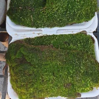 MOSS มอสสด พืชจิ๋ว Terrarium Bonsai Decor ป่าธรรมชาติ พรม มอสเเต่งสวนถาด 100g ภาพที่ 3