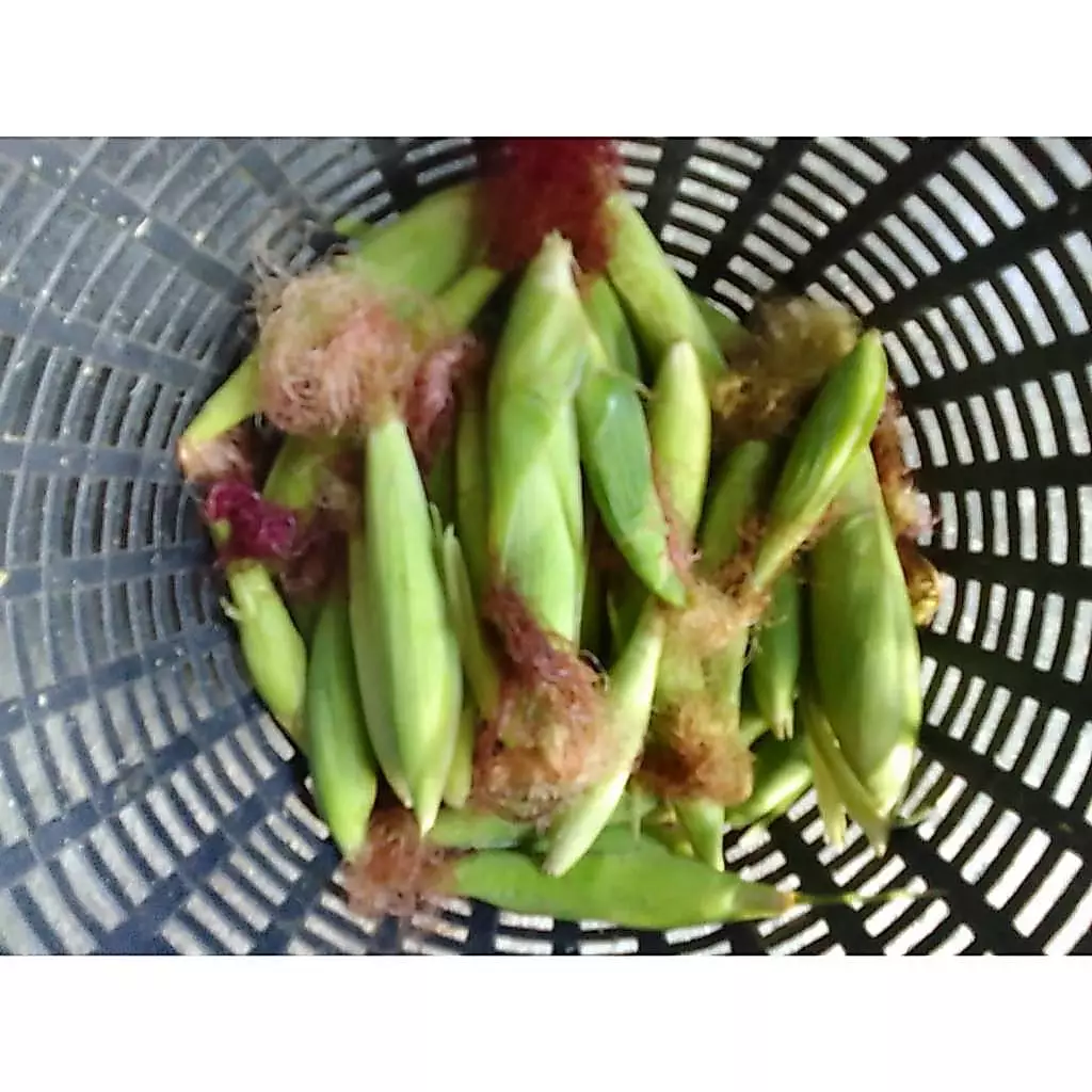 ข้าวโพดฝักสด อาหารสัตว์ข้าวโพดอ่อนฝักแก่ อาหารสดสำหรับสัตว์ทุกประเภท อาทิเช่น โค สุกร แกะ แพะ เป็ด ไก่ หนู กระต่าย ภาพที่ 2