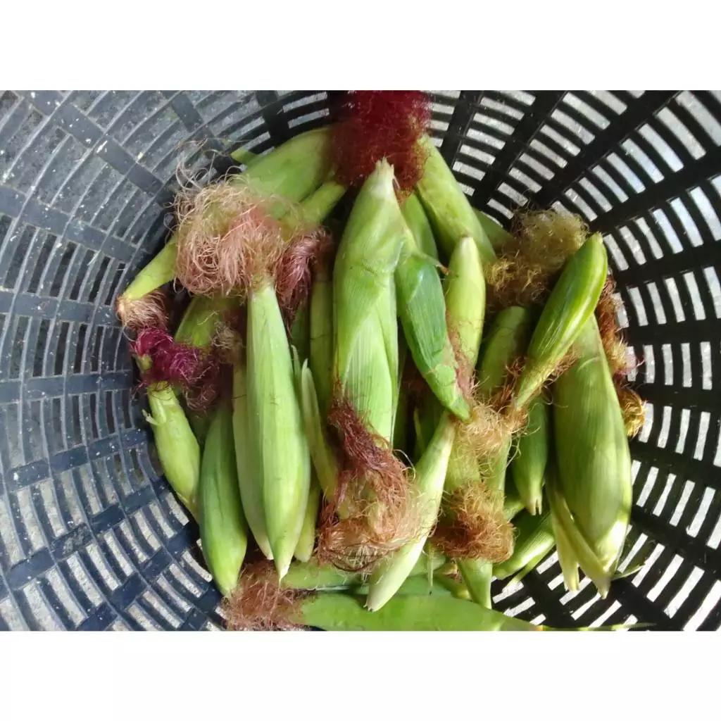 ข้าวโพดฝักสด อาหารสัตว์ข้าวโพดอ่อนฝักแก่ อาหารสดสำหรับสัตว์ทุกประเภท อาทิเช่น โค สุกร แกะ แพะ เป็ด ไก่ หนู กระต่าย ภาพที่ 3