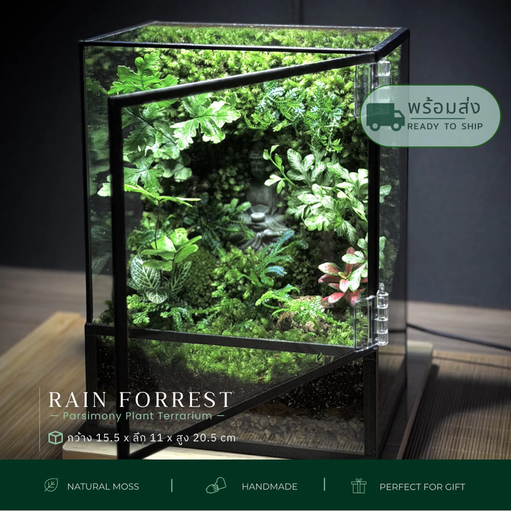 พร้อมส่ง สวนขวด Moss wall and Ferns Terrarium ระบบปิด ของขวัญ ของแต่งบ้าน ภาพที่ 2