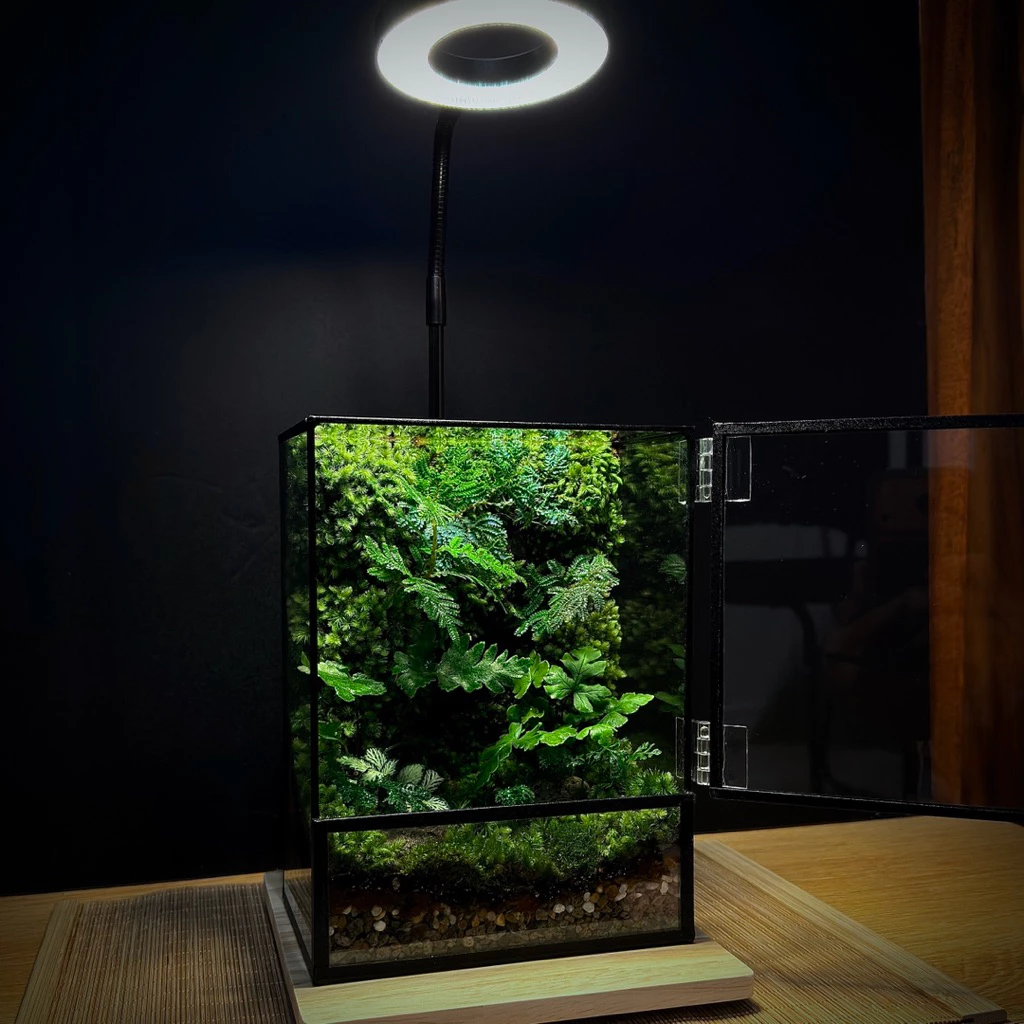 พร้อมส่ง สวนขวด Moss wall and Ferns Terrarium ระบบปิด ของขวัญ ของแต่งบ้าน ภาพที่ 3