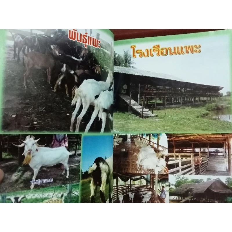 หนังสือคู่มือแพะเนื้อ แพะนม สัตว์เศรษฐกิจทำเงินตัวใหม่ ภาพที่ 2