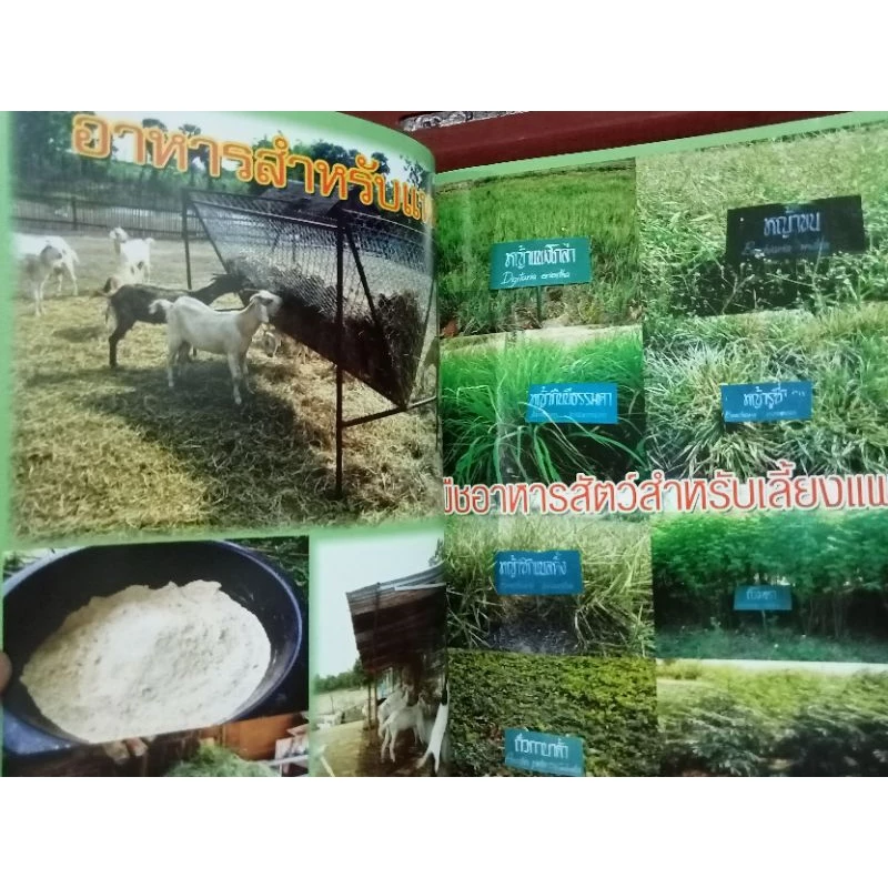 หนังสือคู่มือแพะเนื้อ แพะนม สัตว์เศรษฐกิจทำเงินตัวใหม่ ภาพที่ 3