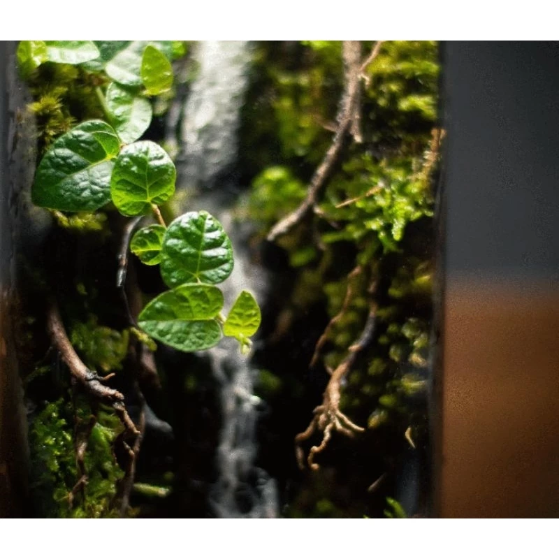 สวนขวดแก้วสำเร็จ​รูป​ จำลองระบบนิเวศ​น้ำตก​ สวนชื้น​ Terrarium​  ภาพที่ 4