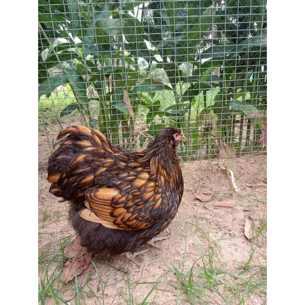 ไข่เชื้อไก่ออร์พิงตัน Orpington ไข่เชื้อไก่ไข่สวยงาม ไก่ออร์พิงตันสีทอง ภาพที่ 2