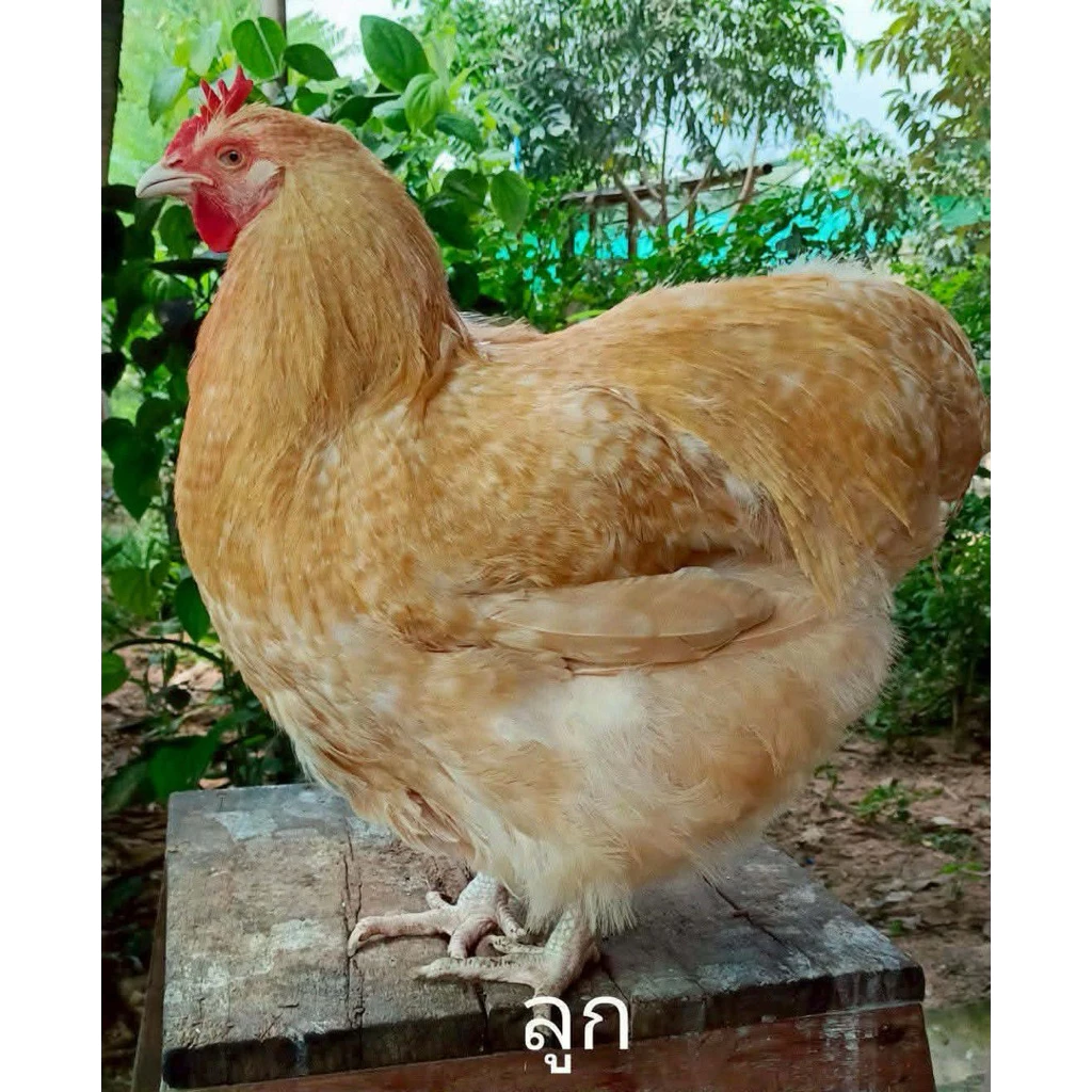ไข่เชื้อไก่ออร์พิงตัน Orpington ไข่เชื้อไก่ไข่สวยงาม ไก่ออร์พิงตันสีทอง ภาพที่ 4