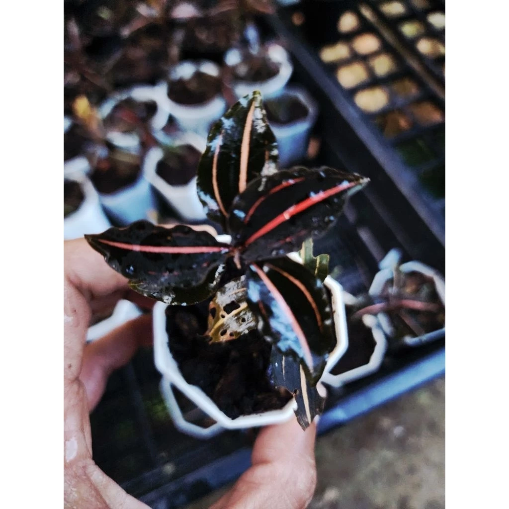 Vrydagzynea tristriata/วิลาซีนี3ขีด/ชนิดหายาก/กล้วยไม้​ดิน​/jewel​ orchid​/terrarium​/paludarium​/Rare​plants​ ภาพที่ 2