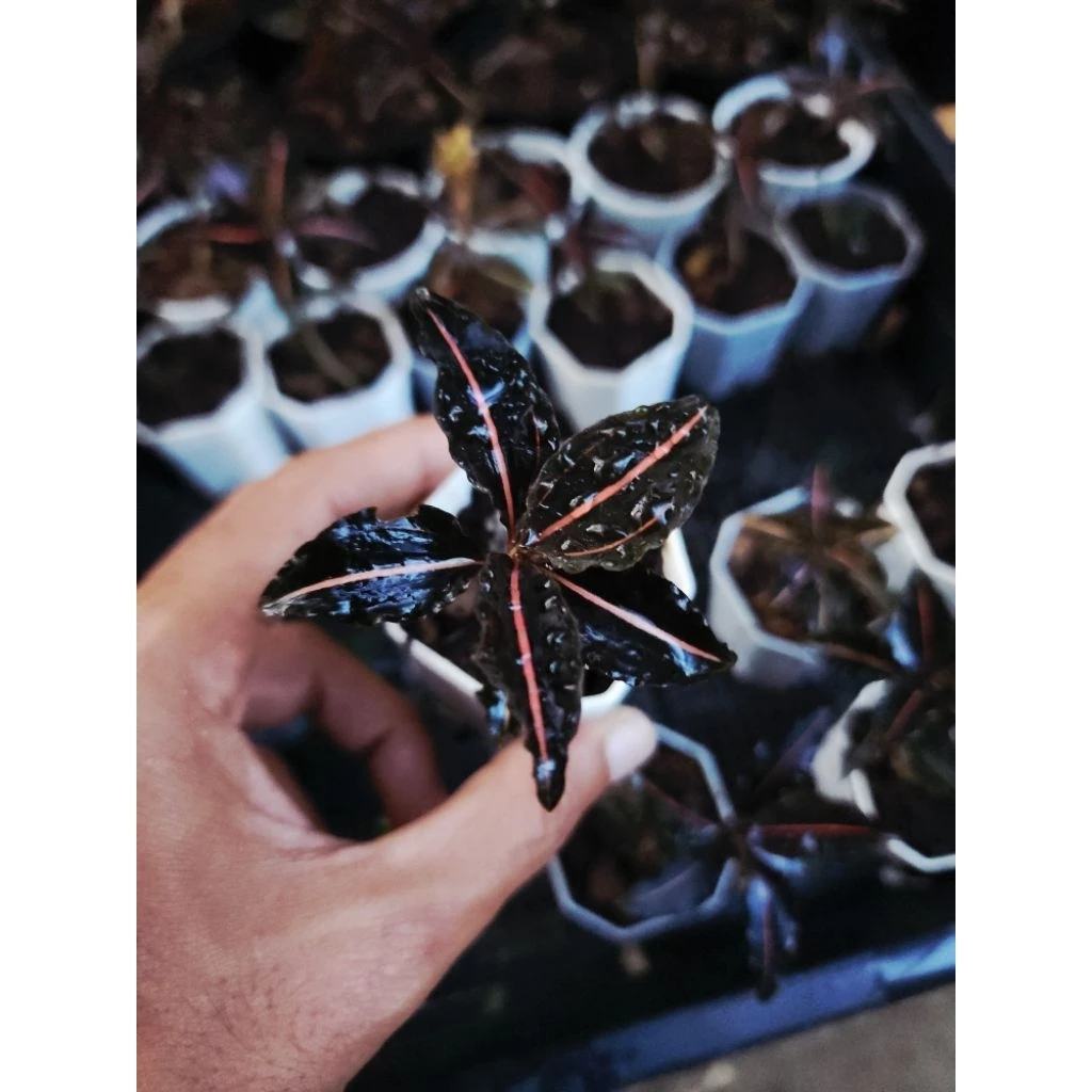 Vrydagzynea tristriata/วิลาซีนี3ขีด/ชนิดหายาก/กล้วยไม้​ดิน​/jewel​ orchid​/terrarium​/paludarium​/Rare​plants​ ภาพที่ 3