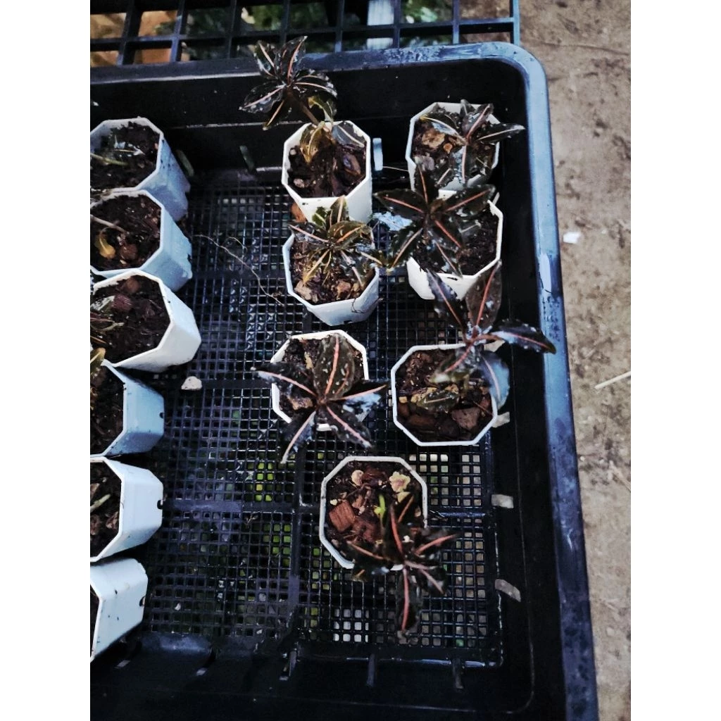 Vrydagzynea tristriata/วิลาซีนี3ขีด/ชนิดหายาก/กล้วยไม้​ดิน​/jewel​ orchid​/terrarium​/paludarium​/Rare​plants​ ภาพที่ 4