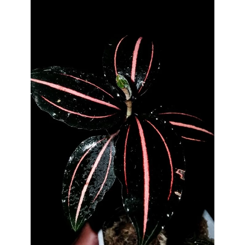 Vrydagzynea tristriata/วิลาซีนี3ขีด/ชนิดหายาก/กล้วยไม้​ดิน​/jewel​ orchid​/terrarium​/paludarium​/Rare​plants​ ภาพที่ 5