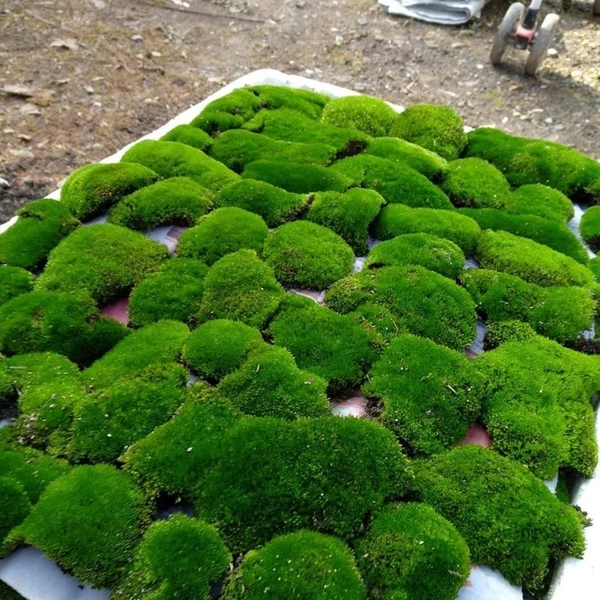 MOSS มอสสด พืชจิ๋ว Terrarium Decor ป่าธรรมชาติ พรม มอสเเต่งสวนถาด มอสปูบอนไซ 100g No0002 ภาพที่ 3