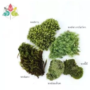 MOSS มอสสด พืชจิ๋ว Terrarium Decor ป่าธรรมชาติ พรม มอสเเต่งสวนถาด มอสปูบอนไซ 100g No0002 ภาพที่ 4
