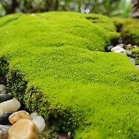 MOSS มอสสด พืชจิ๋ว เบาะสัตว์เลื้อยคลาน Terrarium Bonsai Decor ป่าธรรมชาติ พรม พร้อมปลูก ภาพที่ 3