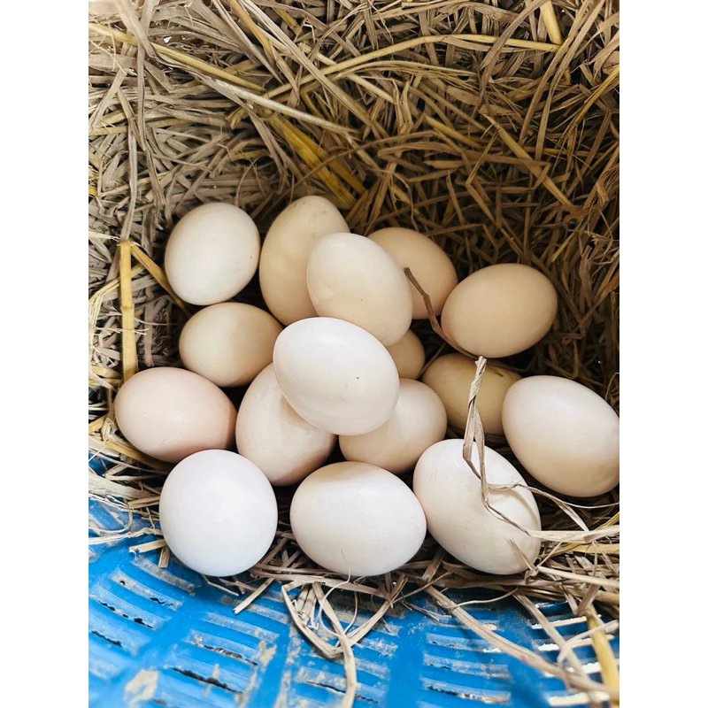 ไก่ชน/ไข่ไก่ชนพม่าสายเยียร์/ไข่เชื้อไก่ชน ภาพที่ 2