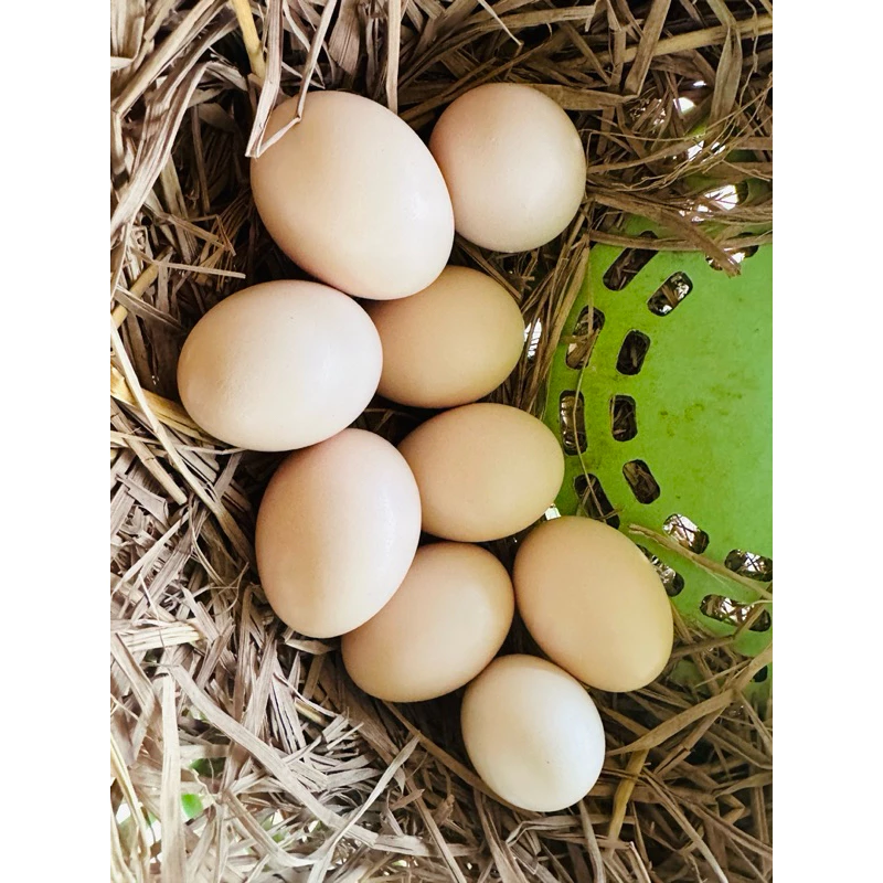 ไก่ชน/ไข่ไก่ชนพม่าสายเยียร์/ไข่เชื้อไก่ชน ภาพที่ 3