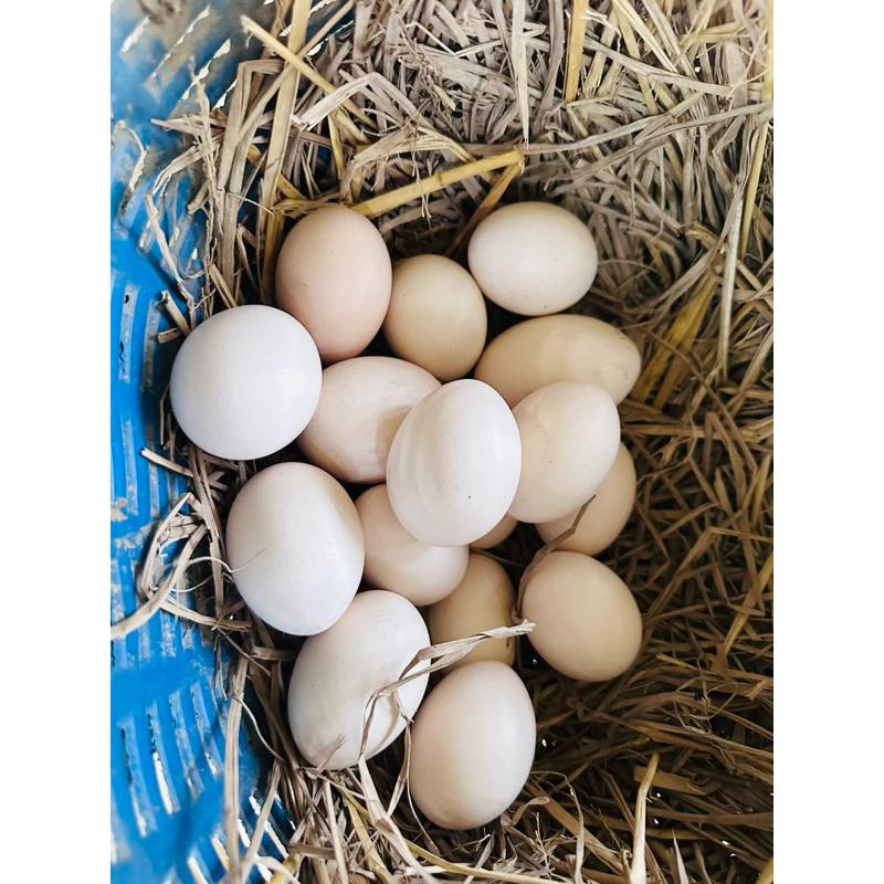 ไก่ชน/ไข่ไก่ชนพม่าสายเยียร์/ไข่เชื้อไก่ชน ภาพที่ 4
