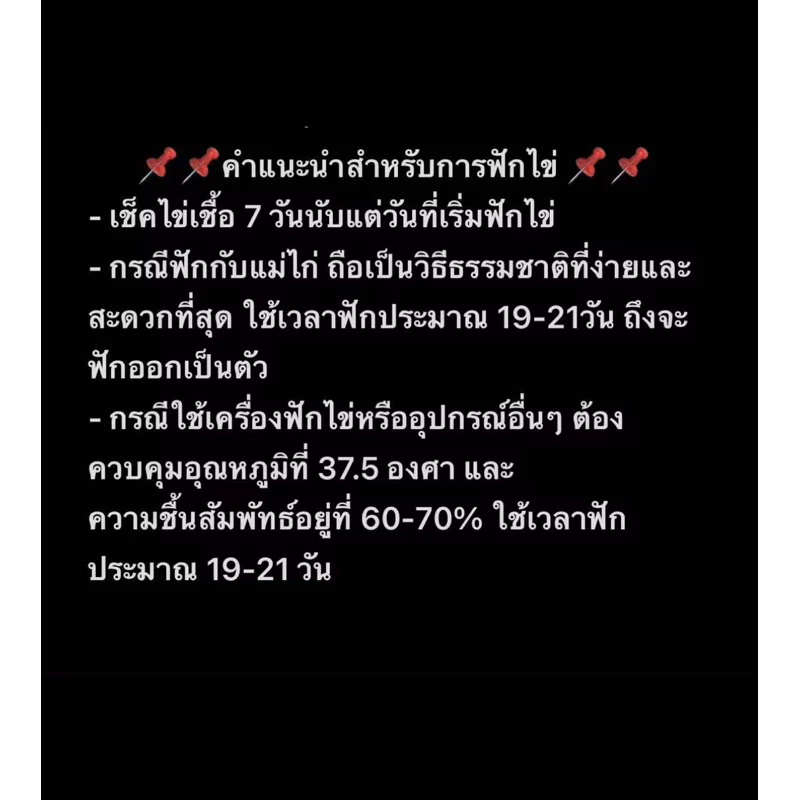 ไก่ชน/ไข่ไก่ชนพม่าสายเยียร์/ไข่เชื้อไก่ชน ภาพที่ 5