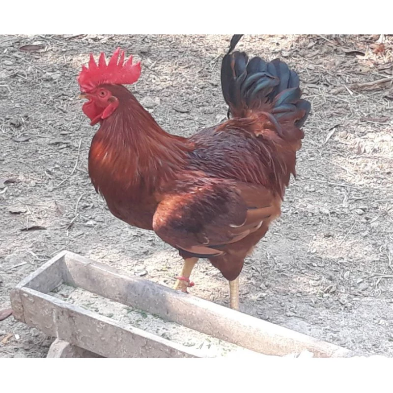 ไข่เชื้อสำหรับนำไปฟัก ไก่ไข่สายพันธุ์แท้ โรดไอแลนด์เรดอเมริกัน เซ็ท 6 ใบ 130 บาท (แถม1 รวม 7 ใบ)เชื้อแข็งแรงฟักง่าย ภาพที่ 4