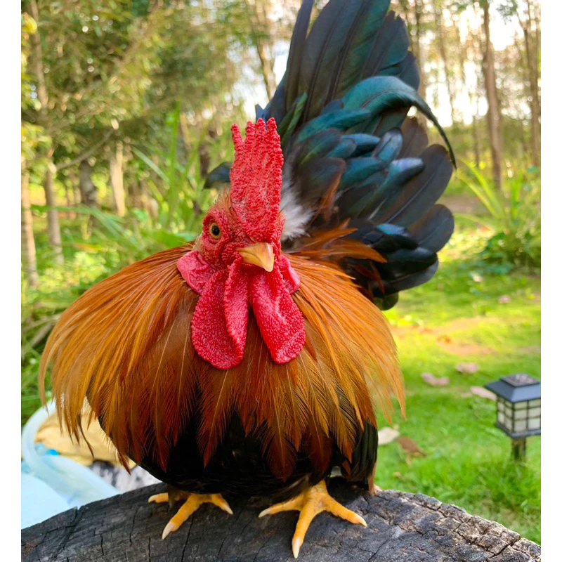 ไข่เชื้อไก่แจ้ สีป่าเหลือง ขาสั้นตอ ไข่มีเชื้อ ใบละ 40 บาท ซื้อ5ใบ แถมฟรี1ใบ (พ่อ-แม่พันธุ์ตามรูปเลยครับ) ภาพที่ 2