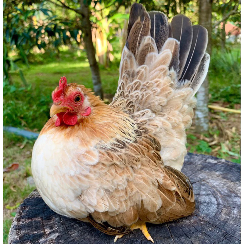 ไข่เชื้อไก่แจ้ สีป่าเหลือง ขาสั้นตอ ไข่มีเชื้อ ใบละ 40 บาท ซื้อ5ใบ แถมฟรี1ใบ (พ่อ-แม่พันธุ์ตามรูปเลยครับ) ภาพที่ 4