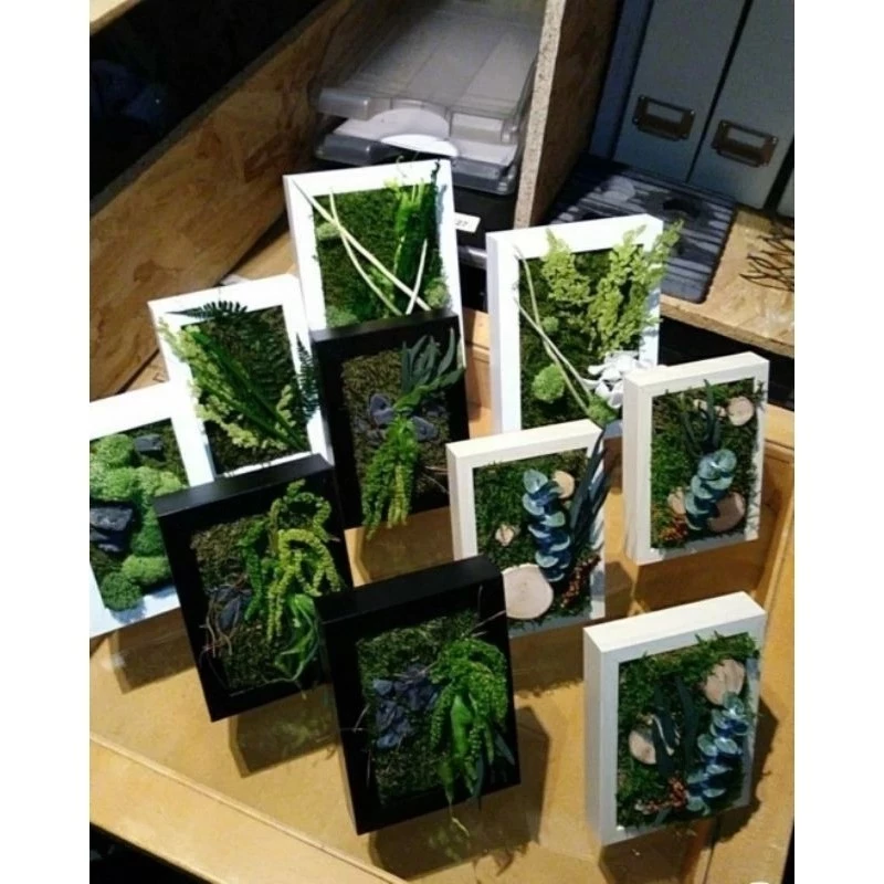 มอสสด มอสดิน ต้นไม้ สวนขวด Terrarium​ สวนถาด น้ำตก ต้นไม้ 1บาท ดิน กระถาง มอสแห้ง ไม้น้ำ ต้นไม้ปลอม หิน ตู้ปลา หญ้า ผัก ภาพที่ 2