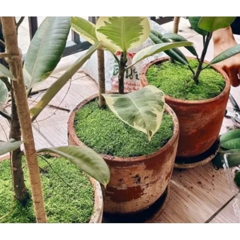 มอสสด มอสดิน ต้นไม้ สวนขวด Terrarium​ สวนถาด น้ำตก ต้นไม้ 1บาท ดิน กระถาง มอสแห้ง ไม้น้ำ ต้นไม้ปลอม หิน ตู้ปลา หญ้า ผัก ภาพที่ 3