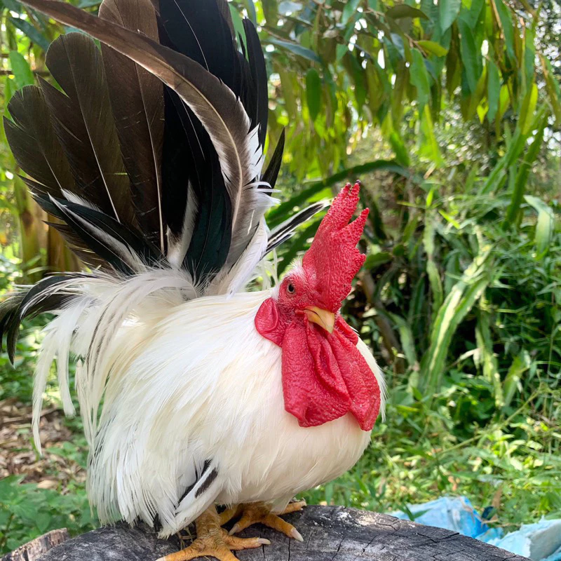 ไข่เชื้อไก่แจ้ สีขาวหางดำ ขาสั้นตอ ไข่มีเชื้อ ใบละ 40 บาท ซื้อ5ใบ แถมฟรี1ใบ (พ่อแม่พันธุ์ตามรูปเลยครับ) ภาพที่ 2