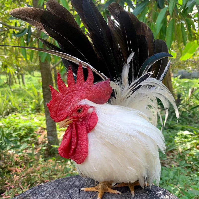 ไข่เชื้อไก่แจ้ สีขาวหางดำ ขาสั้นตอ ไข่มีเชื้อ ใบละ 40 บาท ซื้อ5ใบ แถมฟรี1ใบ (พ่อแม่พันธุ์ตามรูปเลยครับ) ภาพที่ 3