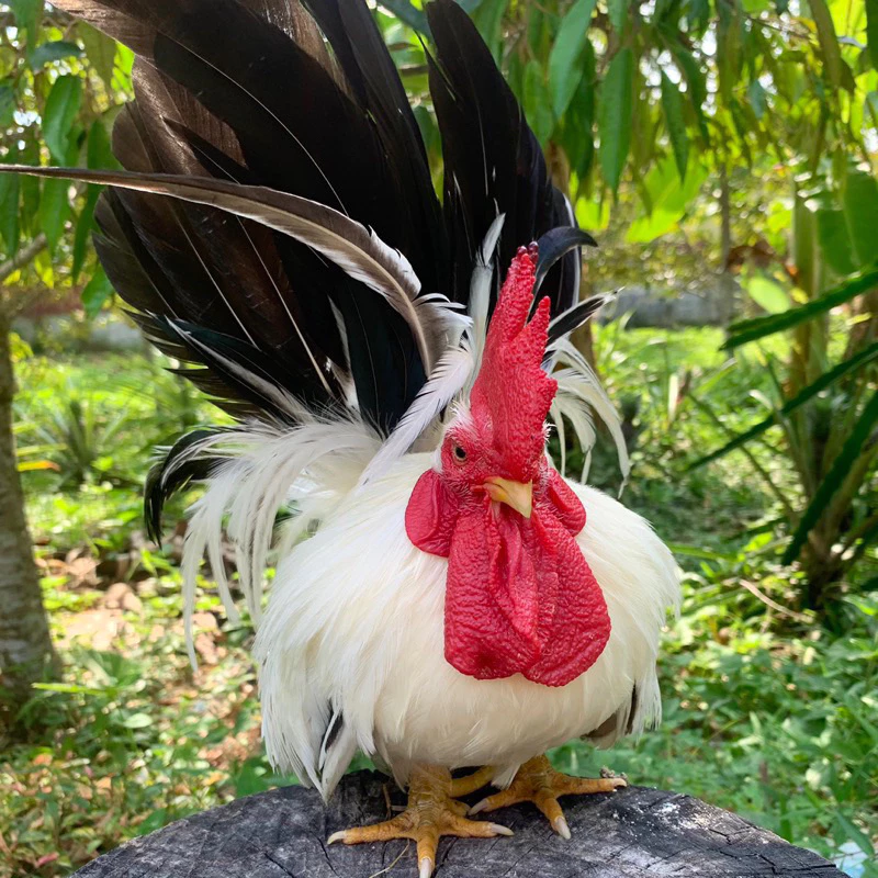 ไข่เชื้อไก่แจ้ สีขาวหางดำ ขาสั้นตอ ไข่มีเชื้อ ใบละ 40 บาท ซื้อ5ใบ แถมฟรี1ใบ (พ่อแม่พันธุ์ตามรูปเลยครับ) ภาพที่ 4
