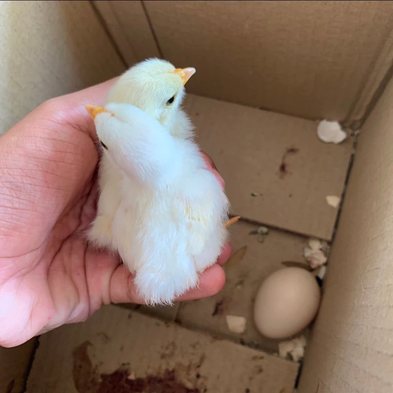 ไข่เชื้อไก่แจ้ สีขาวหางดำ ขาสั้นตอ ไข่มีเชื้อ ใบละ 40 บาท ซื้อ5ใบ แถมฟรี1ใบ (พ่อแม่พันธุ์ตามรูปเลยครับ) ภาพที่ 5